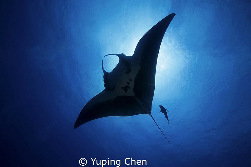 Into the Blue/Giant Manta/ Socorro, Mexico/Canon 5D MarkI... by Yuping Chen 