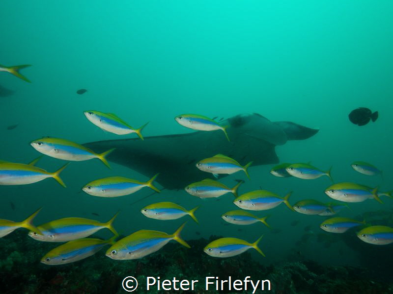 Manta ray with schooling fish by Pieter Firlefyn 