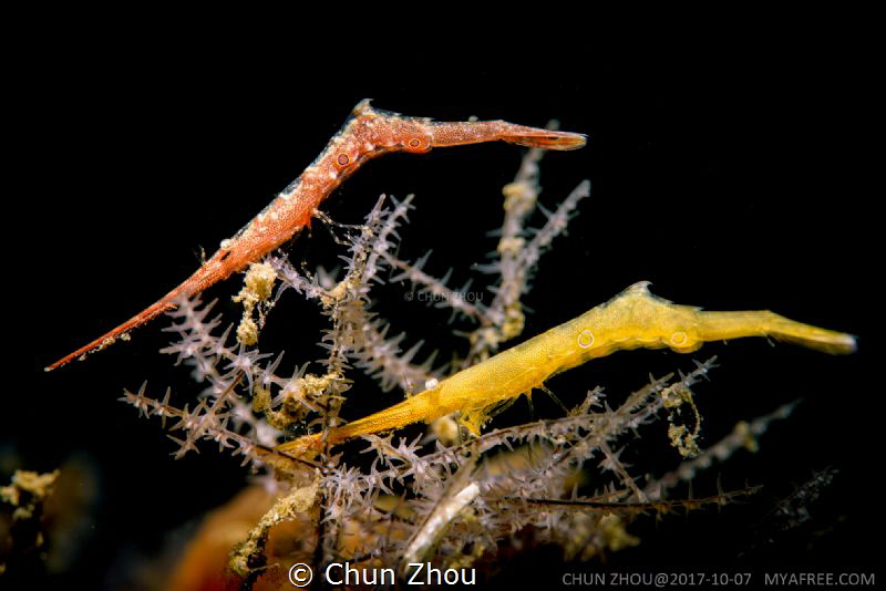 Two colors by Chun Zhou 