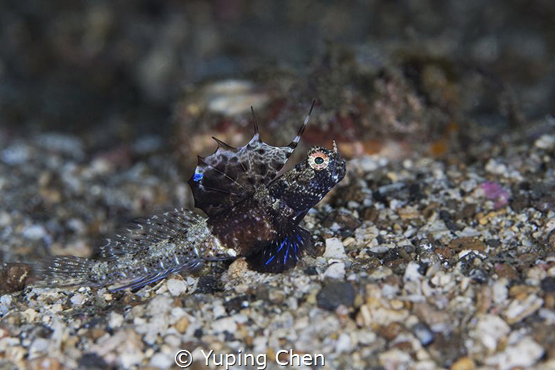 Rayed Shrimpgoby/Lembeh strait,Indonesia, Canon 5D MarkII... by Yuping Chen 