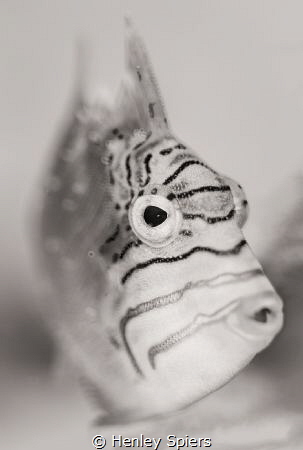 Juvenile Queen Trigger by Henley Spiers 