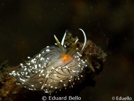 Brede ringsprietslak, facelina auriculata. Dutch waters:D... by Eduard Bello 