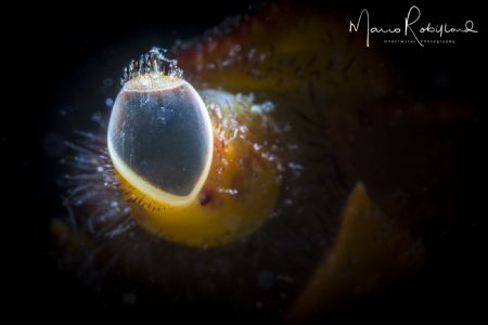I have an eye on you by Mario Robillard 