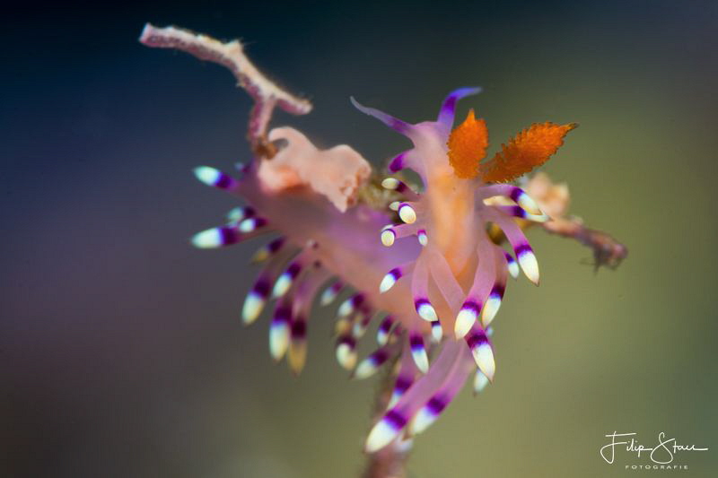 Flabellina exoptata, Raja4divers, Raja Ampat. by Filip Staes 