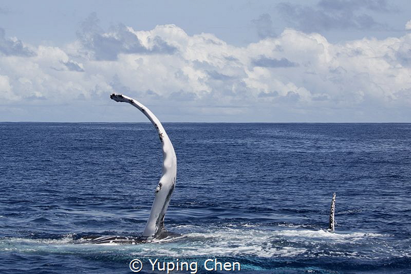 Big Fin & Small Fin/ VAVA'U, Tonga. by Yuping Chen 