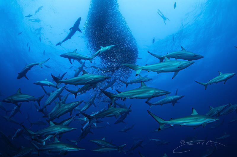 ~ Which is Which ~
When the "shark ball" becomes bigger ... by Geo Cloete 