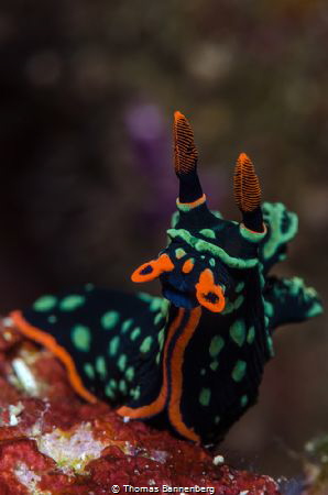 Nembrotha kubaryana by Thomas Bannenberg 