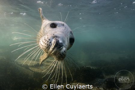 Flying in
Grey seal in Farne Islands by Ellen Cuylaerts 
