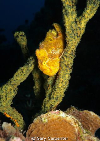 
Longlure frogfish (Antennarius multiocellatus) - Pictur... by Gary Carpenter 