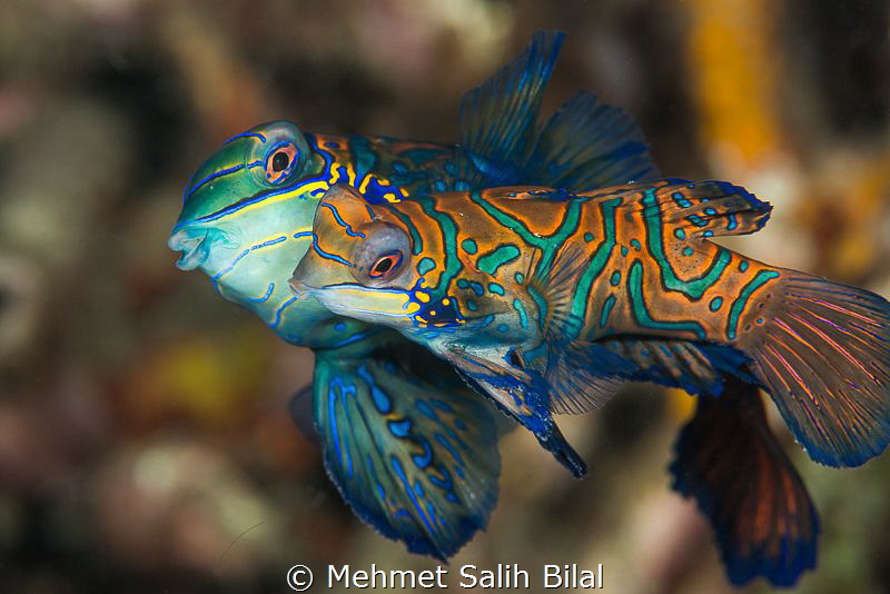 Mandarin mating. by Mehmet Salih Bilal 