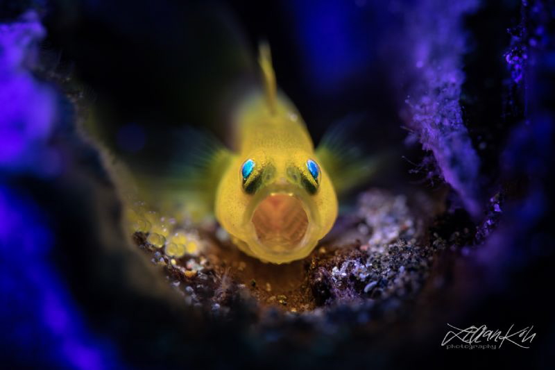 S C R E A M E R
Lemon Goby with eggs
(Lubricogobius exi... by Lilian Koh 