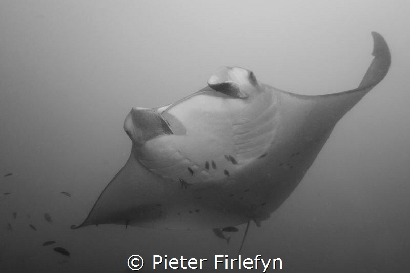 Manta ray by Pieter Firlefyn 
