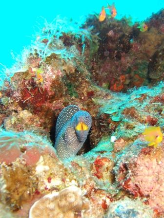 Taken at The Canyon Dive Site, Dahab on a single reef out... by Jeff Allen 