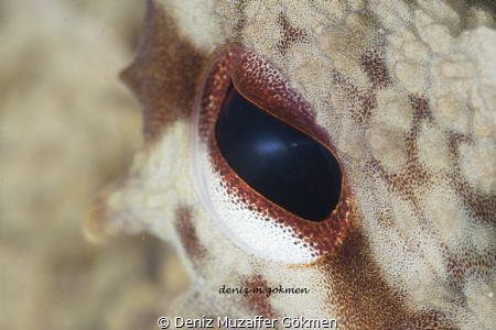 I am looking you by Deniz Muzaffer Gökmen 