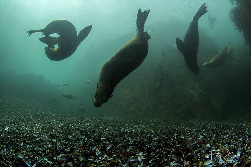 Cape fur seals, Patridge point, False bay, South Africa. by Filip Staes 