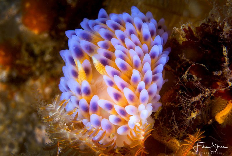 Gasflame Nudibranch, False bay, South Africa. by Filip Staes 