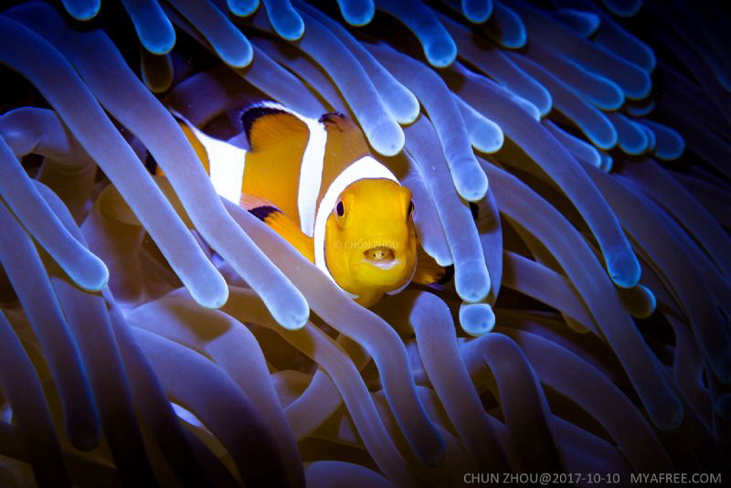This is the life of me. (Nemofish with isopod) by Chun Zhou 