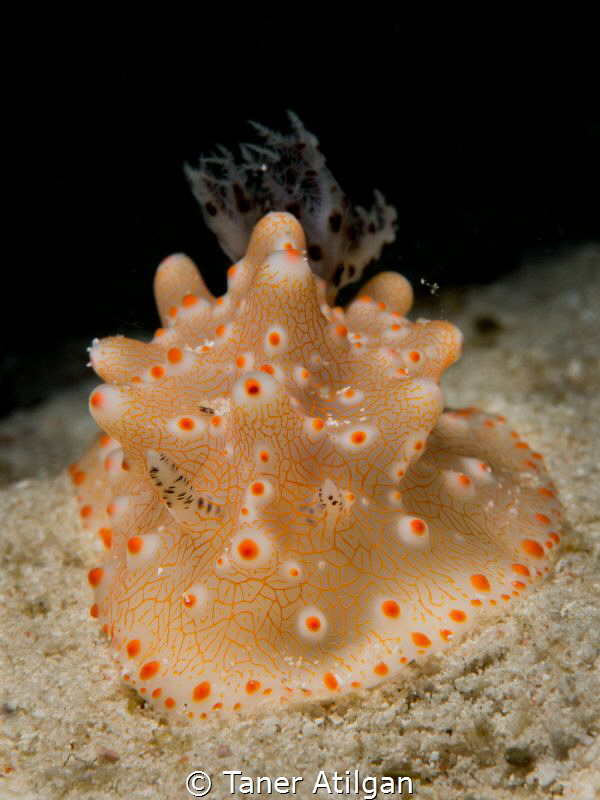 Orange dots by Taner Atilgan 