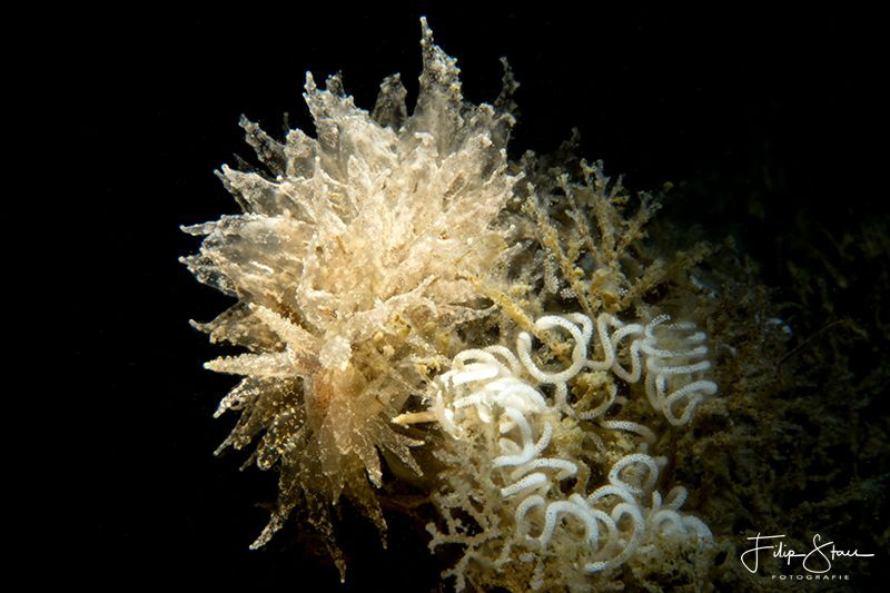 Janolus hyalinus, Zeeland, The Netherlands. by Filip Staes 