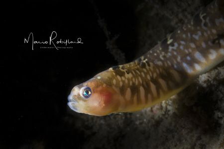 Gunnel posing for a few seconds by Mario Robillard 