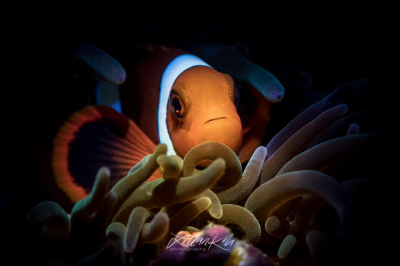 S P E C I A L
Anemone Clownfish by Lilian Koh 