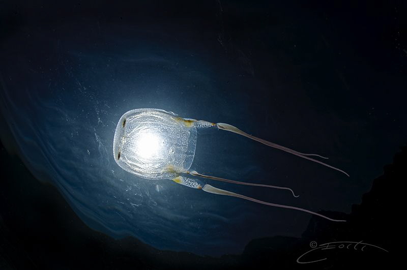 ~ Ocean Eye ~ by Geo Cloete 