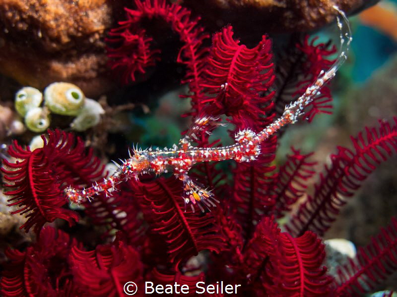 Juvenile ghost pipefish by Beate Seiler 