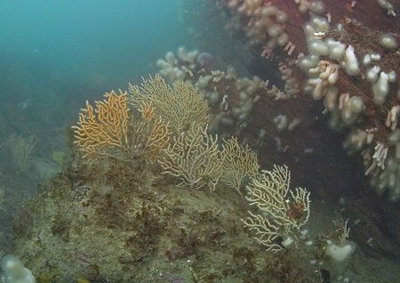 Pink sea fans on Udder Rock, Cornwall.
D200, 16mm. by Mark Thomas 