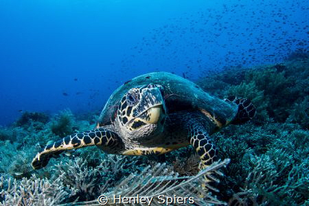 Feasting Hawksbill by Henley Spiers 