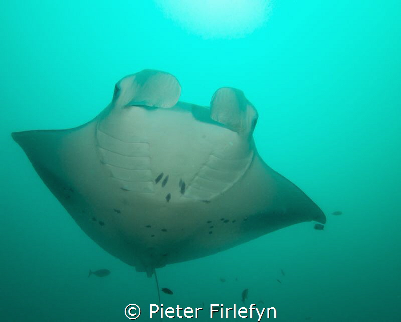 Manta ray by Pieter Firlefyn 