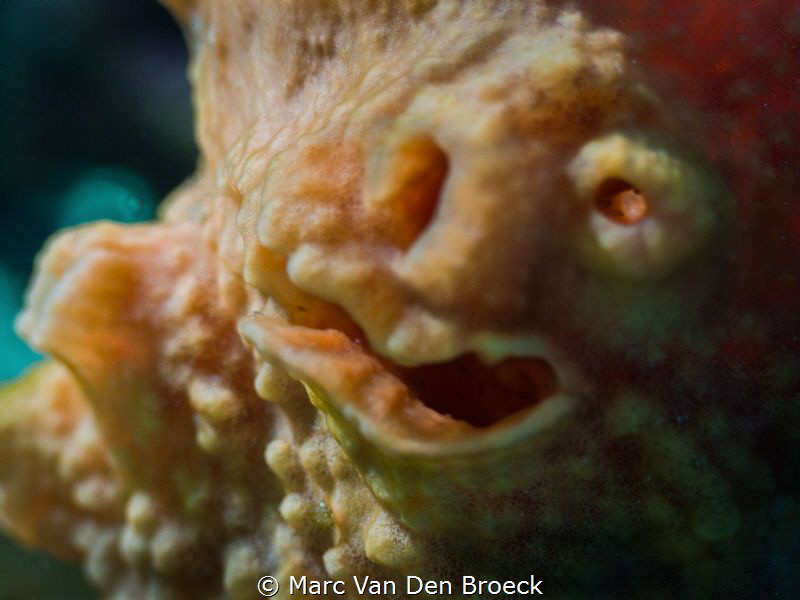 coralface by Marc Van Den Broeck 