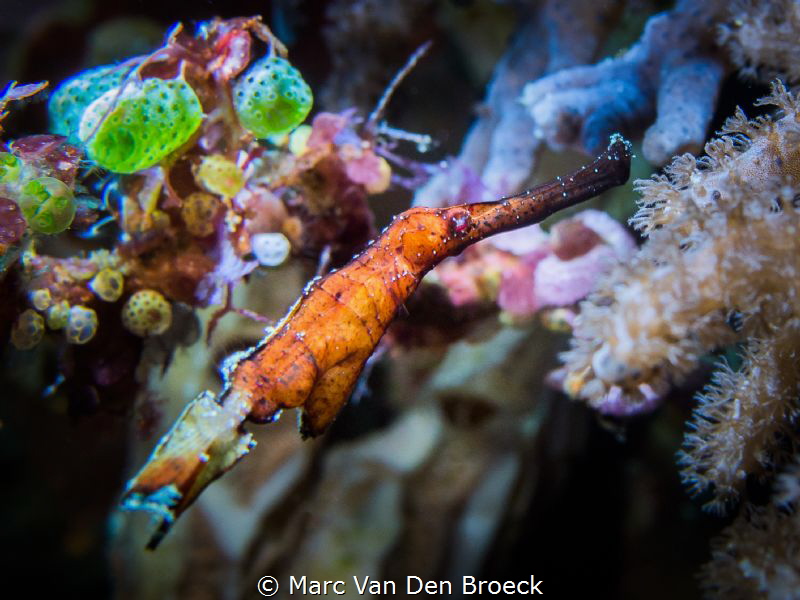 Browngost by Marc Van Den Broeck 