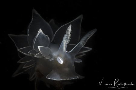 Darth Vader of the sea by Mario Robillard 