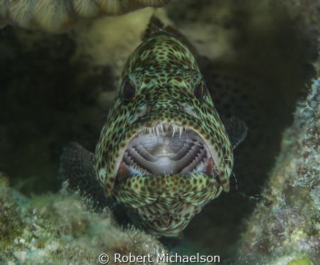 Rock Hind at cleaning station by Robert Michaelson 