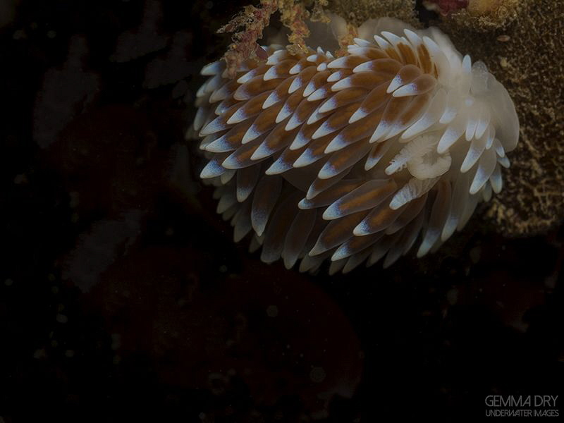 Nudibranch - Hermanus by Gemma Dry 
