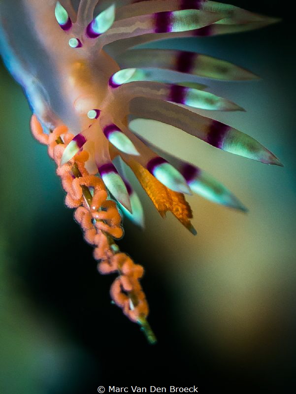 macroeggs by Marc Van Den Broeck 