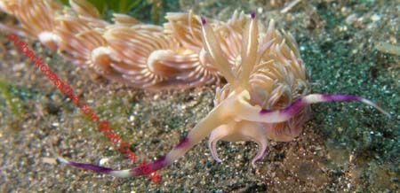 Puff the magic Nudi. Sulawesi by Brad Cox 