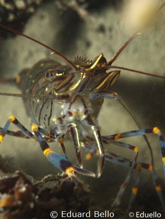 Gezaagde steurgarnaal, palaemon serratus. Almost 12cm by Eduard Bello 