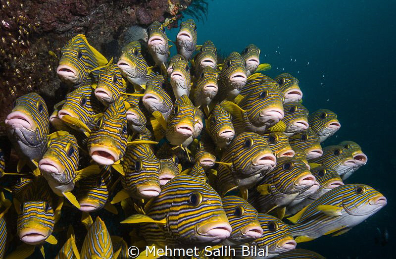 Sweetlips. by Mehmet Salih Bilal 