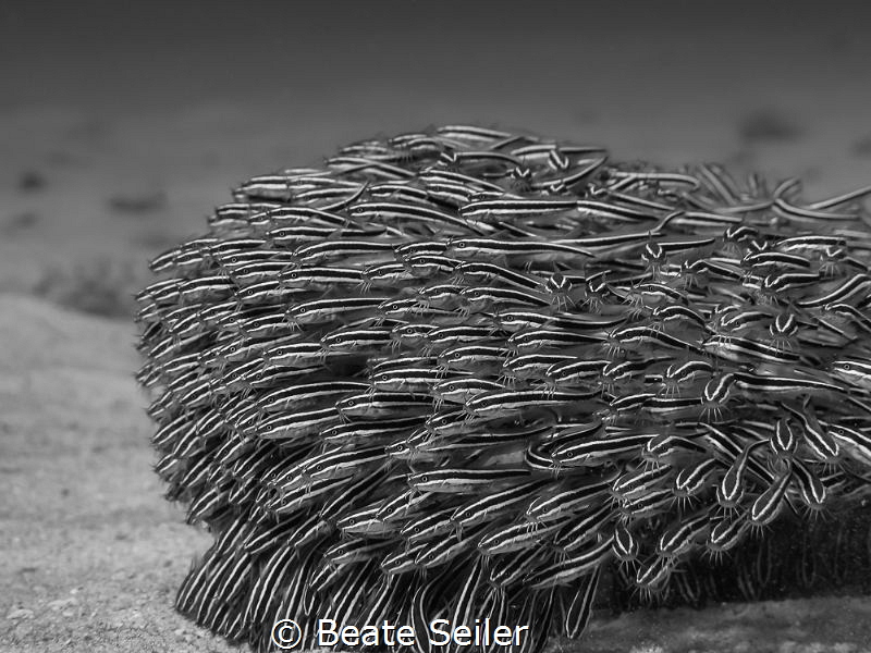 Catfish B/W by Beate Seiler 
