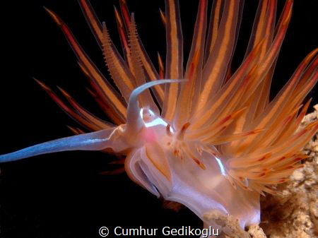 Dondice banyulensis by Cumhur Gedikoglu 