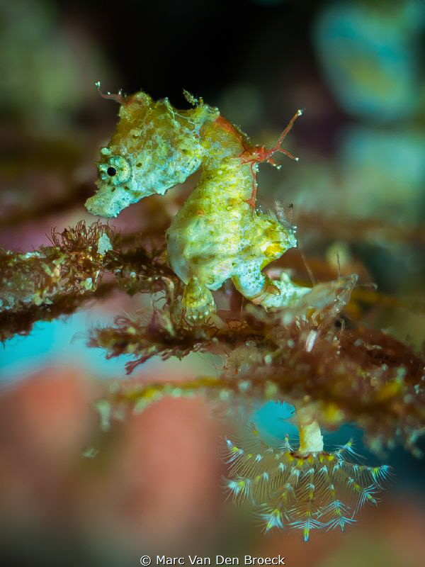 how small can you get by Marc Van Den Broeck 