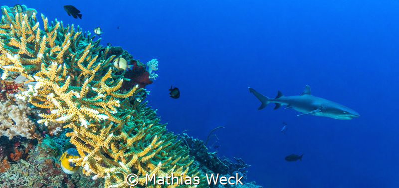 Shark at Tubbataha reef by Mathias Weck 