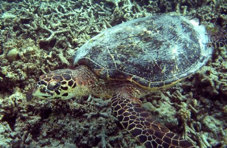 I just love swimming with the turtles. They are so peacef... by Shawn Holm 