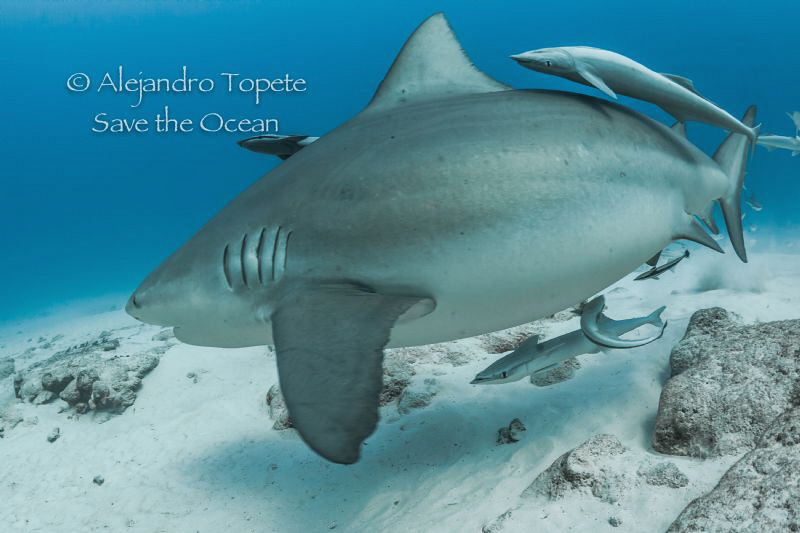 Bull Shark pregnant, Playa del Carmen México by Alejandro Topete 