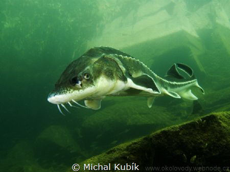 Russian sturgeon by Michal Kubík 