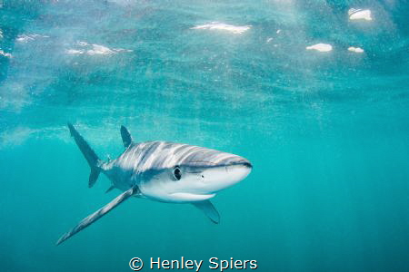 Curious Blue by Henley Spiers 