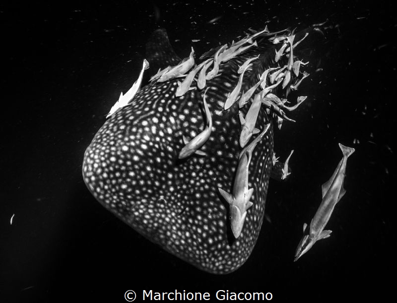 Natural light . Maldive Hoovadhoo
Whale shark and remore... by Marchione Giacomo 
