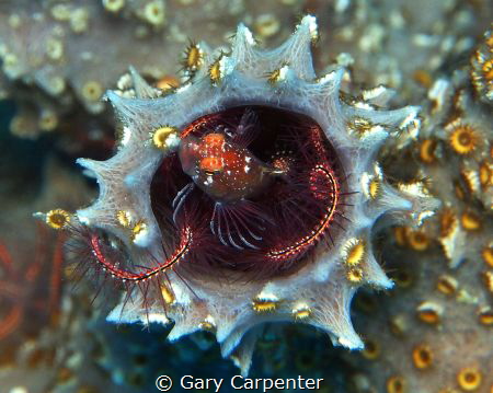 Lionfish (Pterois volitans) - Juvenile, Picture taken in ... by Gary Carpenter 