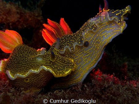 Felimare picta
New light experiment by Cumhur Gedikoglu 